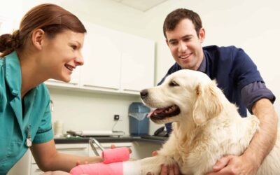 Common Misconceptions About Pet Care Professional Insurance