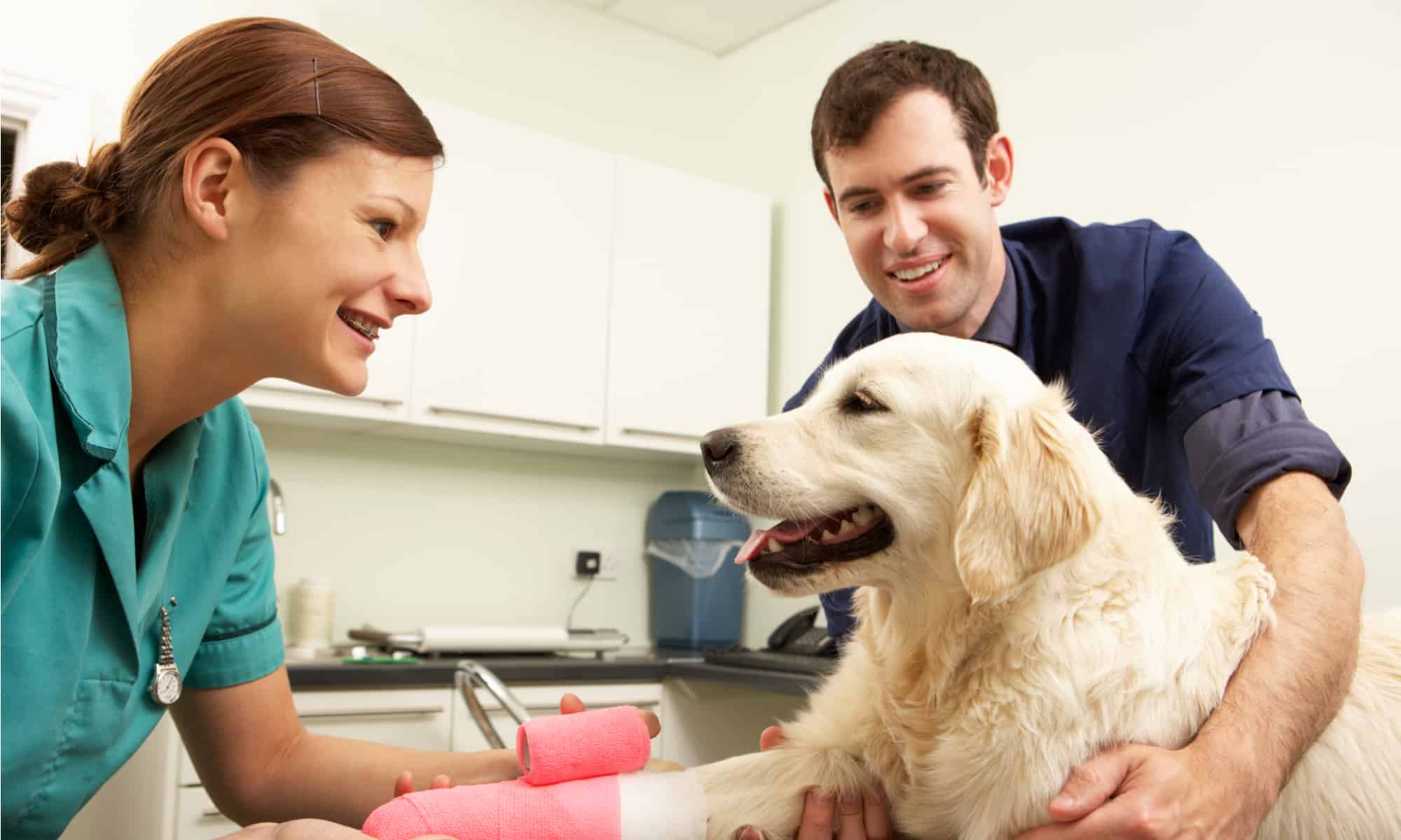 Pet Care, Professional Insurance