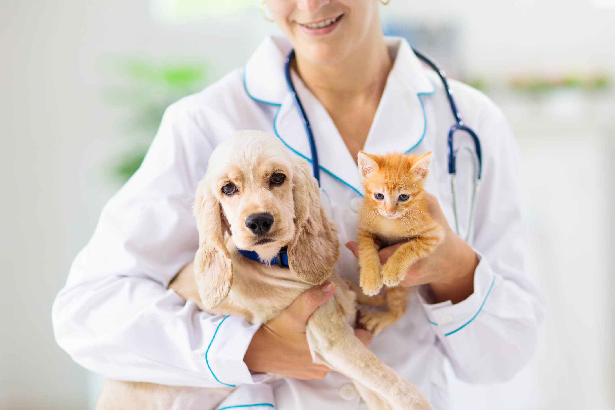 Pet Care Professionals' Insurance: Types of Coverage