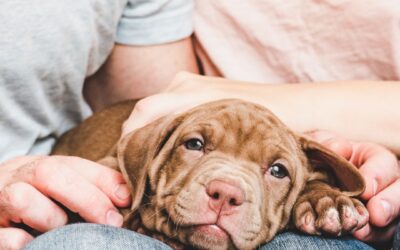 How to Choose the Right Insurance for Your Pet Care Business