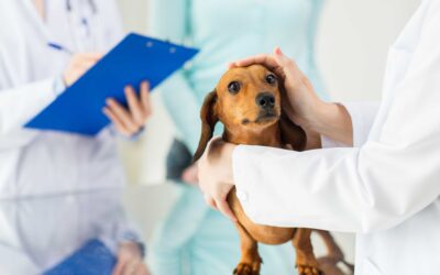 Trends and Predictions for the Future of Pet Care Professional Insurance