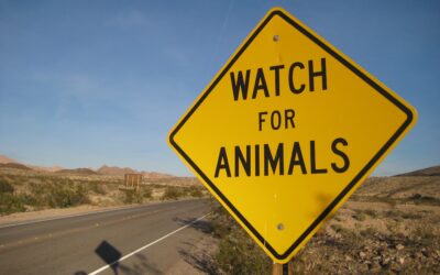 Beware of Animals on the Road