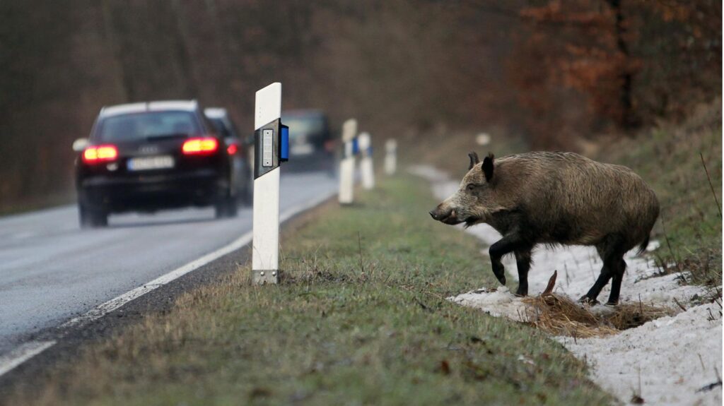 animals on the road