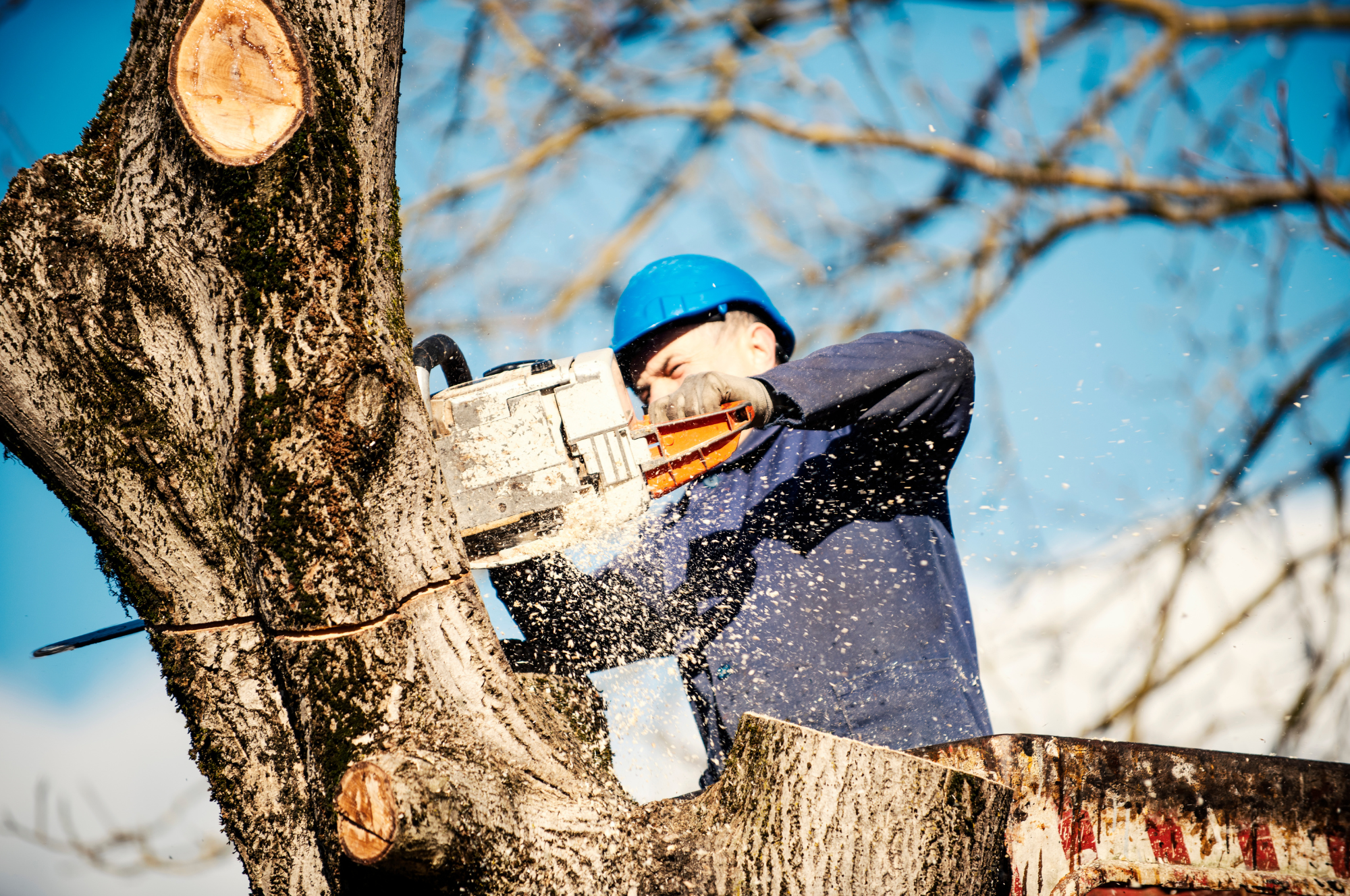 arborist-tree-trimming-insurance-denver